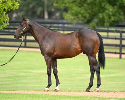 Lot 326: Zoustar / Get in the Spirit