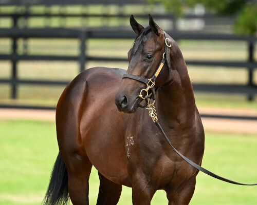 Lot 326: Zoustar / Get in the Spirit