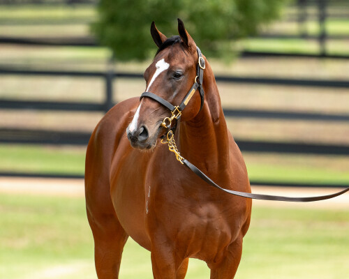 Lot 341: I Am Invincible / Humma Humma