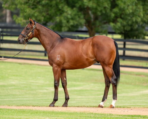 Lot 379: Farnan / Lady Lupino