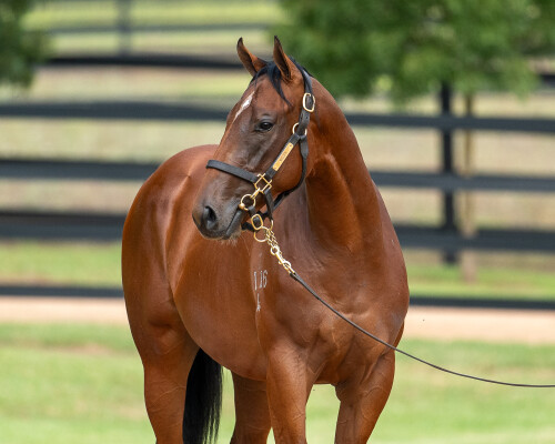 Lot 379: Farnan / Lady Lupino
