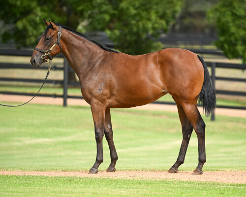 Lot 410: Snitzel / Madam Rouge