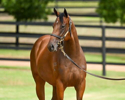 Lot 410: Snitzel / Madam Rouge