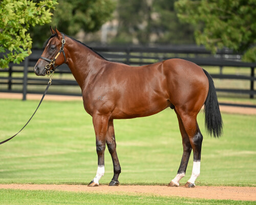 Lot 420: Zoustar / Matryoshka