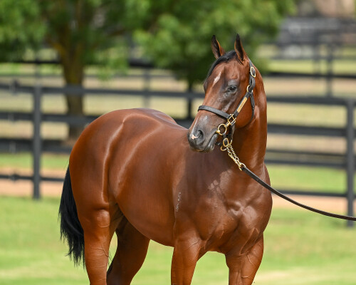 Lot 420: Zoustar / Matryoshka