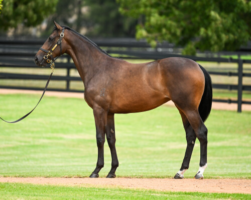 Lot 428: I Am Invincible / Meuse