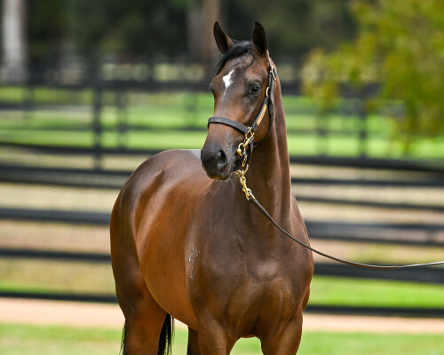 Lot 428: I Am Invincible / Meuse
