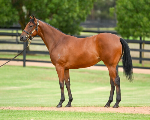 Lot 442: Spirit of Boom / Miss Wonderland