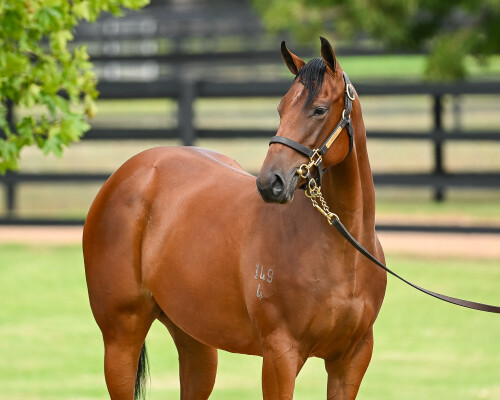 Lot 442: Spirit of Boom / Miss Wonderland