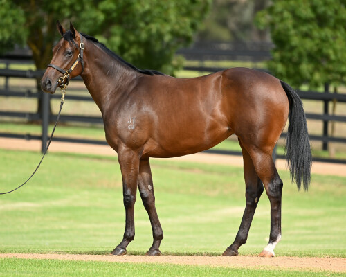 Lot 468: Zoustar / Nimbostratus (FR)
