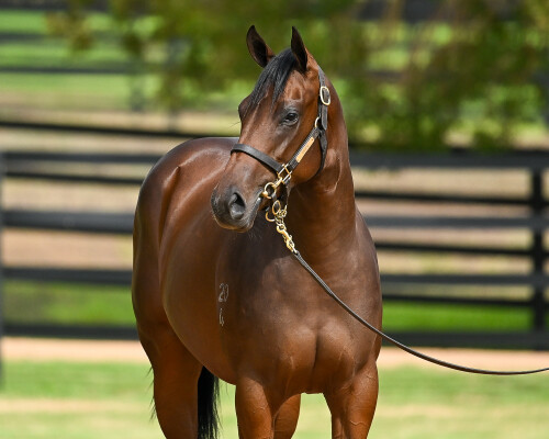 Lot 468: Zoustar / Nimbostratus (FR)