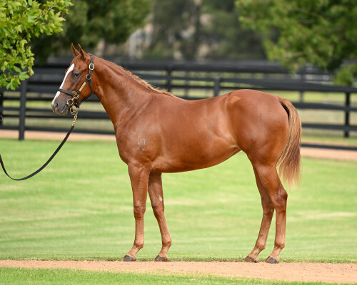 Lot 124: Zoustar / Still a Star