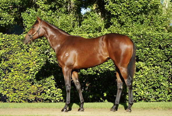 Lot 408: Wootton Bassett (GB) / Luvaluva (NZ)