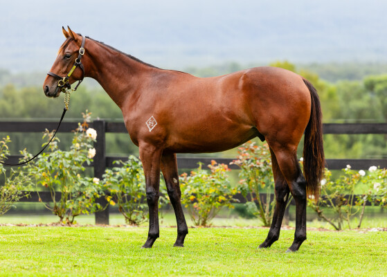 Lot 31: Farnan / Pure Class (NZ)