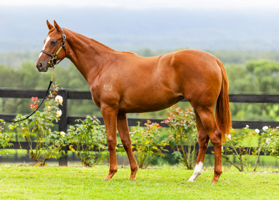 Lot 301: Justify (USA) / Extensible
