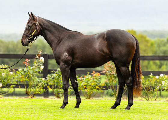 Lot 310: Pierro / Festival Miss