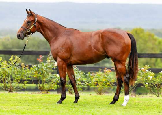 Lot 407: Capitalist / Lunar Light