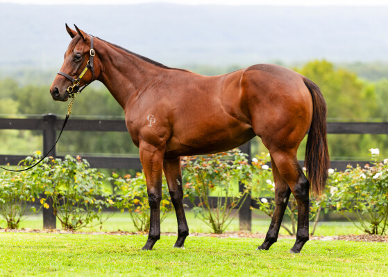 Lot 417: Siyouni (FR) / Mariam (GB)