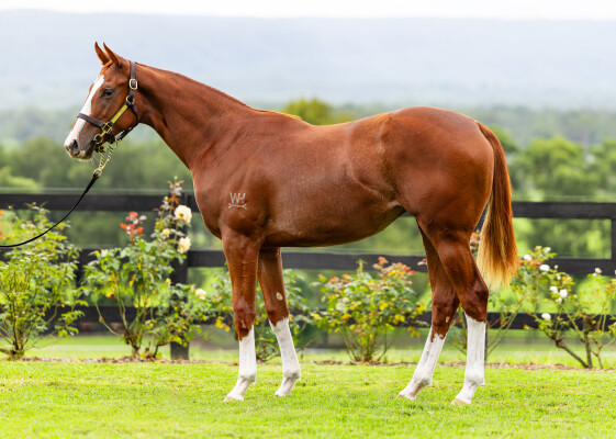 Lot 440: Zoustar / Miss Tycoon Rose