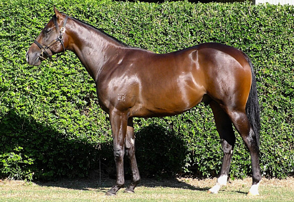 Lot 129: Zoustar / Sunlit