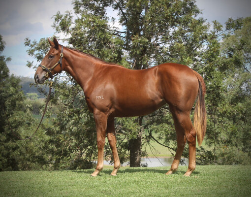Lot 59: Stay Inside / Salem (FR)