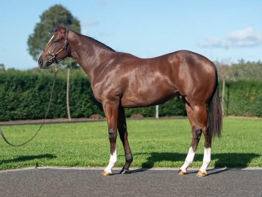 Lot 11: Satono Aladdin (JPN) / Parmalove