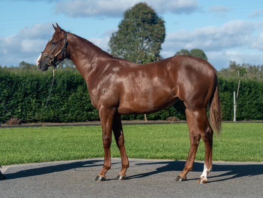 Lot 24: Written Tycoon / Positive Peace