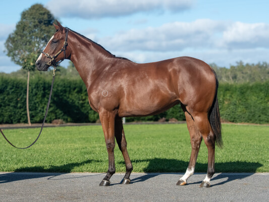 Lot 39: Siyouni (FR) / Rasmiya (IRE)