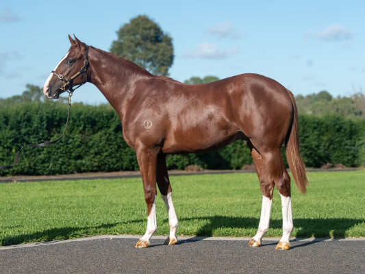 Lot 52: Lucky Vega (IRE) / Rowsthorn