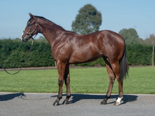 Lot 81: Written Tycoon / Seradess