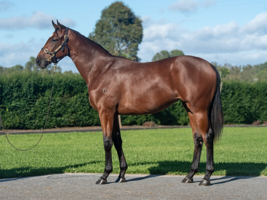 Lot 87: Alabama Express / Sheeza Belter