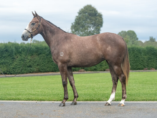 Lot 96: Frankel (GB) / Silent Sovereign