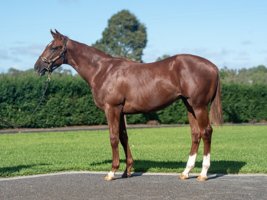 Lot 114: Written Tycoon / Soriano (NZ)