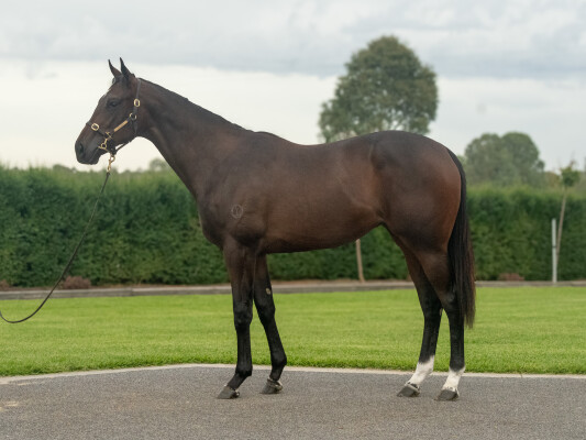 Lot 115: Alabama Express / Soul Purpose