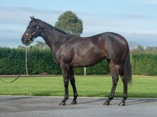 Lot 167: Pierata / Unforgotten