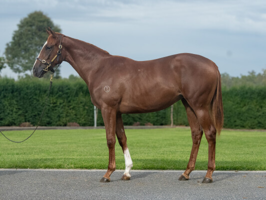 Lot 224: Written Tycoon / Awakening