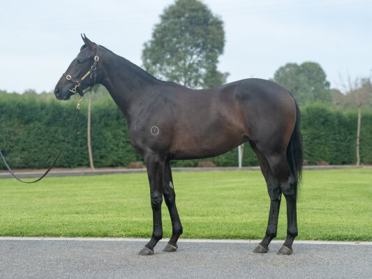 Lot 290: Baaeed (GB) / Endless Sunshine (IRE)