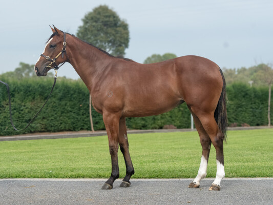 Lot 302: Frankel (GB) / Fadhayyil (IRE)