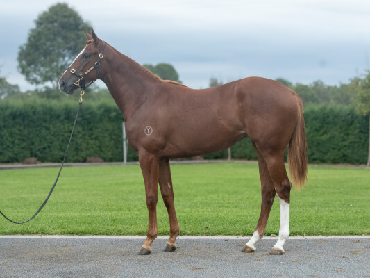 Lot 305: Tagaloa / Fantasy (IRE)