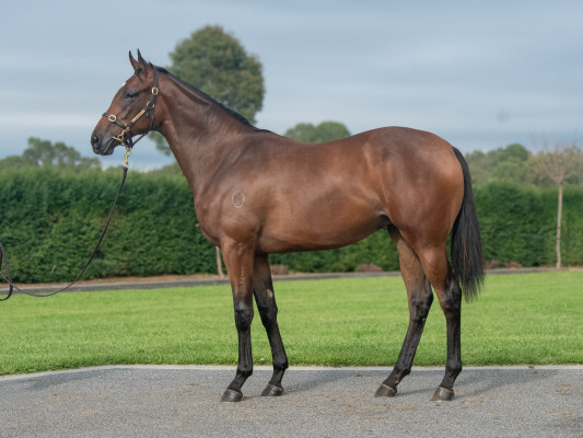 Lot 318: Alabama Express / Forbidden Love