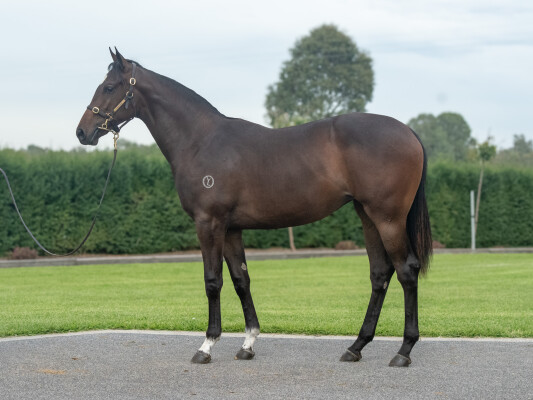 Lot 335: Pierata / Greysful Glamour