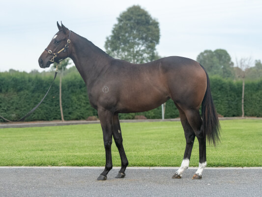 Lot 345: Alabama Express / Icebath (NZ)