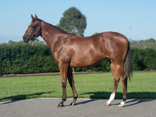 Lot 356: Alabama Express / Isotope