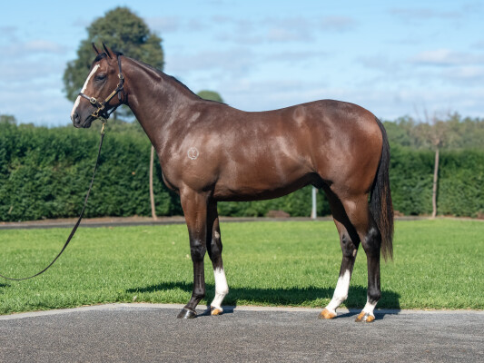Lot 378: Frankel (GB) / Lady Hamana