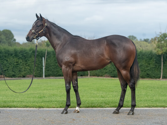 Lot 403: Pierata / Ludicrous Mode