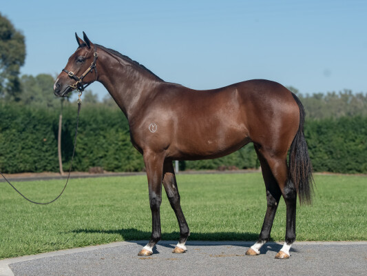 Lot 412: Alabama Express / Magical Mist (NZ)