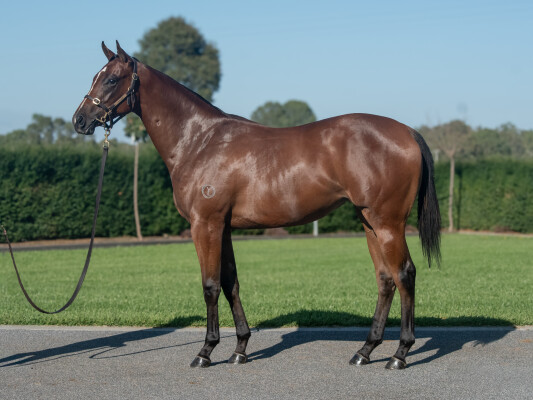 Lot 433: Alabama Express / Miss Albania