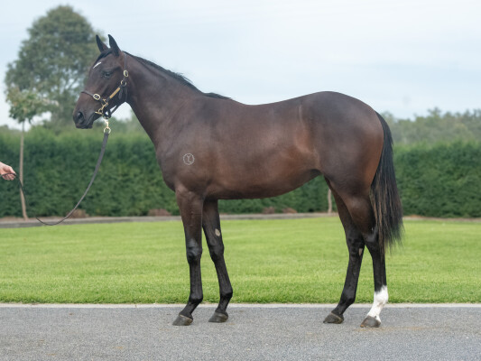Lot 437: Diatonic (JPN) / Miss Fabulass