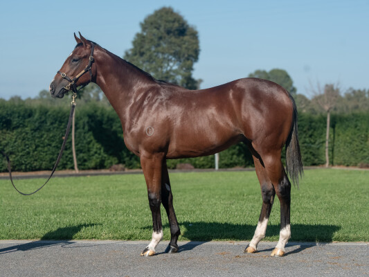 Lot 439: Written Tycoon / Miss Iano