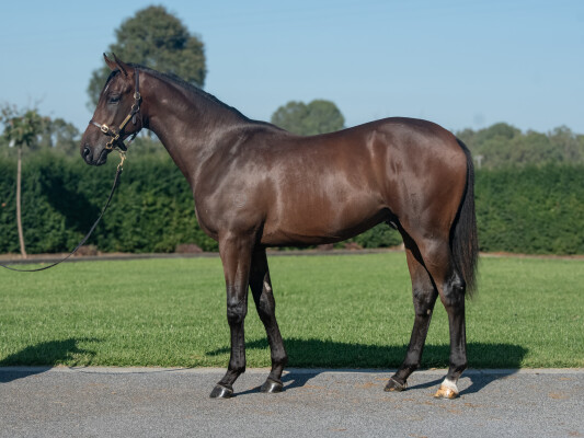 Lot 446: Alabama Express / Montefilia